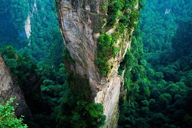 Lush Green Forest   (