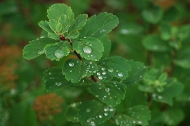 Leaves Dew Green Forest Hd Wallpapers   (