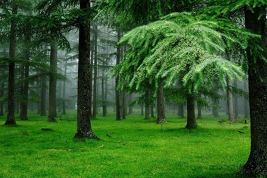 Green Forest Picture Wallpapers HD