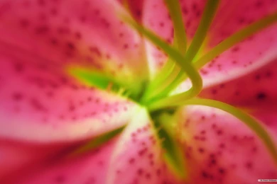 Free Microsoft Wallpapers Wallpapers Cave