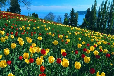 Natural Scenery Wallpapers   HD Wallpapers And Pictures