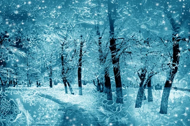 Winter: Winter Tree Snow Snowflakes Desktop Wallpapers For High ...