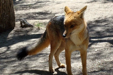 Zorro Wallpapers   Animals Town