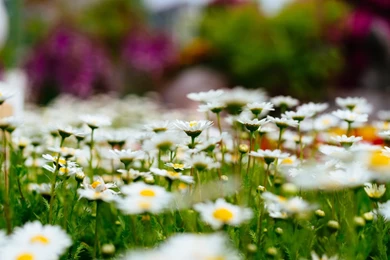 Meadow Flowers Wallpapers HD Download For Desktop