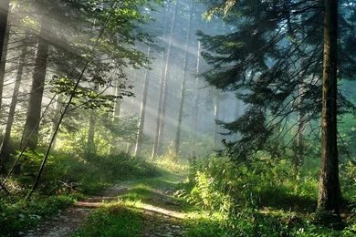 Forest Live Wallpapers   Android Apps On Google Play