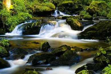 Sunny Forest Live Wallpapers Android Apps And Tests AndroidPIT