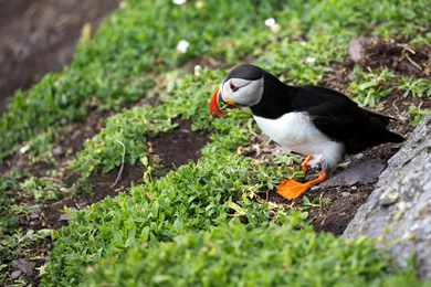 Puffin In Ireland HD Wallpapers. 4K Wallpapers