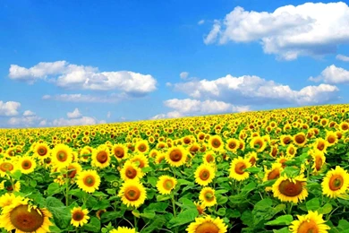 Wallpapers Desktop Backgrounds Full Screen