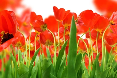 Awesome Flowers Wallpapers Desktop Backgrounds Full Screen