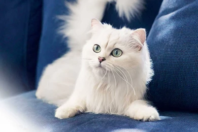 List Of All Cats HD Wallpapers   Cats Wallpapers