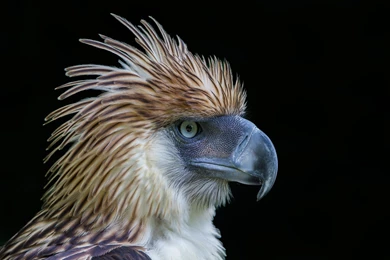 Philippine Eagle Philippines National Bird