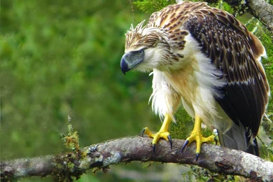 Rules Of The Jungle: Philippine Eagle