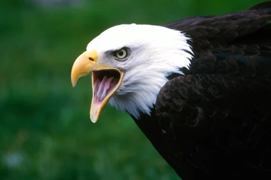 Screaming Eagle Wallpapers (1920 X 1080) : ActualEagles