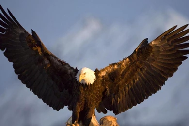 Collection Of Bird Photos And Wallpapers. List Of Birds By Name