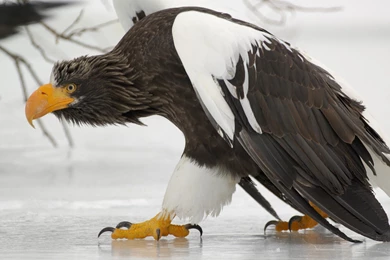 Desktop Philippine Eagle Images Download