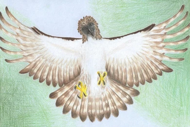 Philippine Eagle By Chemukh Ayet On DeviantArt