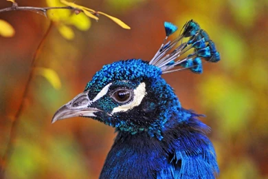 Desktop Hd Images Of The Philippine Eagle