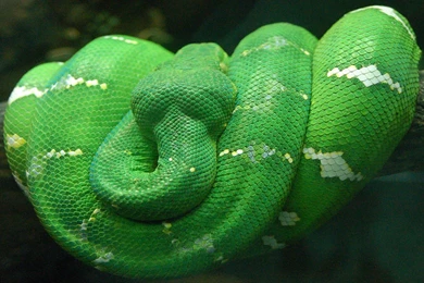 Desktop Images Of The Philippine Eagle Wallpapers