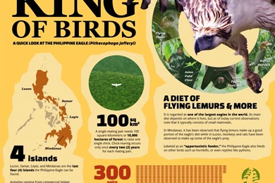 Philippine Eagle Infographic By Filipeanuts On DeviantArt