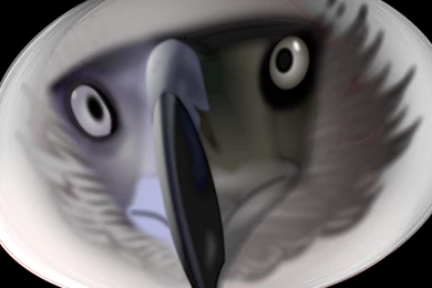 Desktop Philippine Eagle Images Download