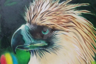 Philippine Eagle By Hawthehaw On DeviantArt