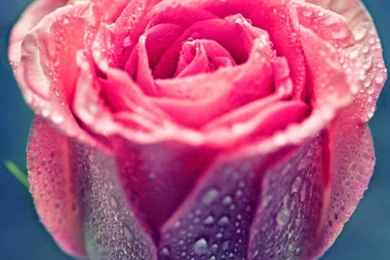 Pink Rose Dew Close Up iPhone 6 Plus HD Wallpapers / IPod Wallpapers ...