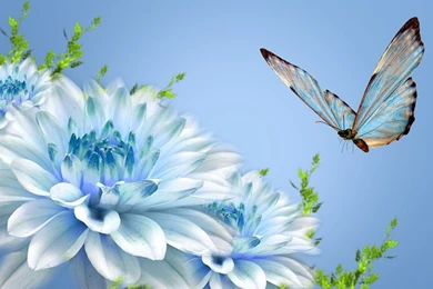 Beautiful Butterfly Nature Flower 1080p