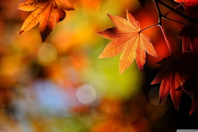 Autumn Maple Leaves HD Desktop Wallpapers : Widescreen : High ...