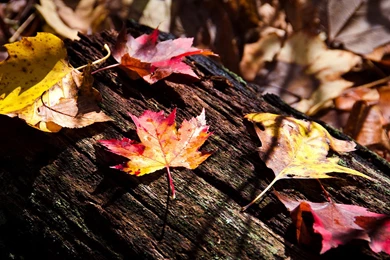 Maple Leaf   Wallpaper.