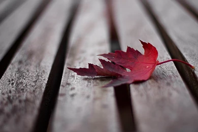 Maple Leaf Wallpapers