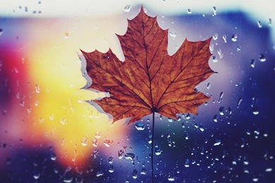 Maple Leaf Desktop Wallpapers   HD Wallpaper Backgrounds Of Your ...
