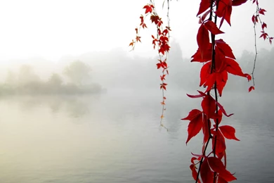 Wallpapers Maple, Leaf, Branch, Fog, Lake Desktop Wallpapers ...