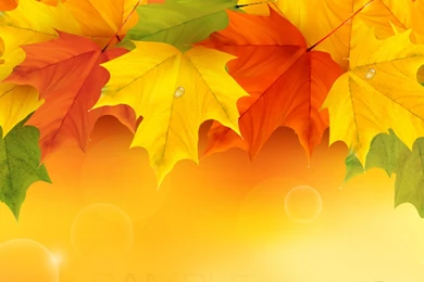 Maple Leaf Wallpapers High Resolution 11136   Pacify Mind