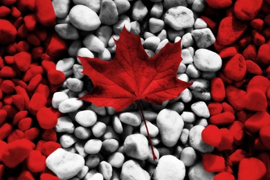 Maple Leaf Wallpapers
