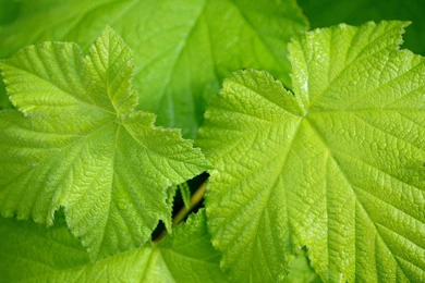 HD Red Maple Leaf High Resolution Wallpapers   HiReWallpapers 10948