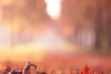 Maple Leaf Close Up iPhone 4s Wallpapers Download