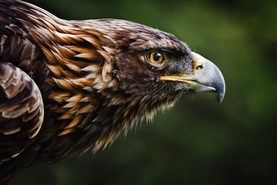 Golden Eagle Wallpapers   Wallpapers Cave