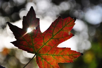 Maple Leaf Wallpapers HD Gallery – Daily Backgrounds In HD