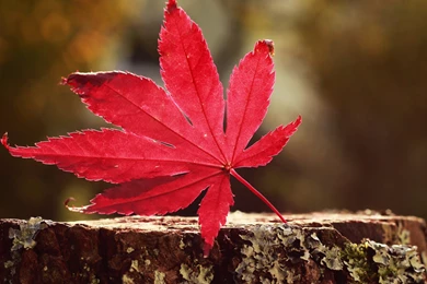 HD Red Maple Leaf Photography Wallpapers Full HD Full Size ...