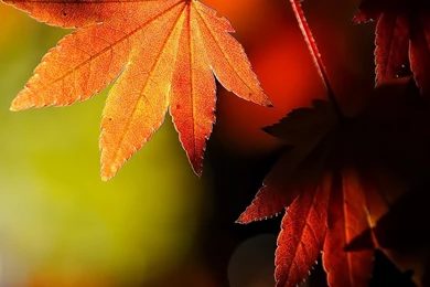 Autumn Maple Leaves Wallpapers
