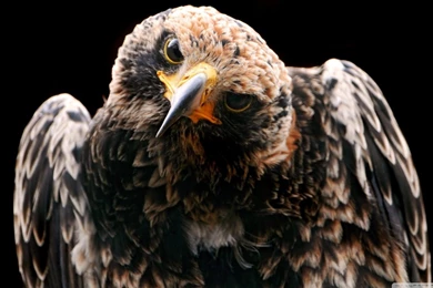 Golden Eagle HD Desktop Wallpapers : High Definition : Fullscreen ...