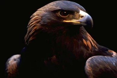 Download Golden Eagle Wallpapers For Android