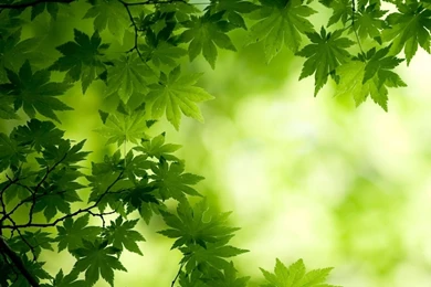 Green Maple Leaves HD Desktop Wallpapers : Widescreen : High ...