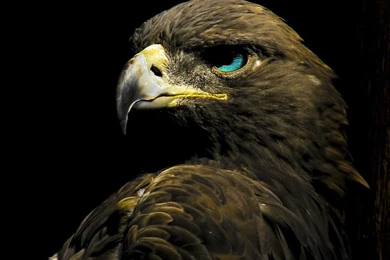 New Golden Eagle Wallpapers Phone