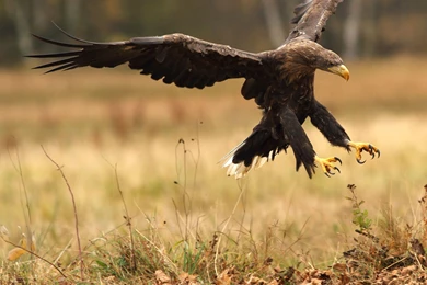 New Golden Eagle Wallpapers For Windows