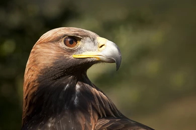 New Golden Eagle Wallpapers Phone