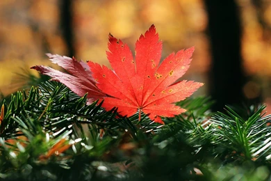 Maple Leaf HD Wallpapers
