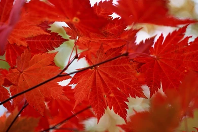 Autumn Maple Leaf Wallpaper.