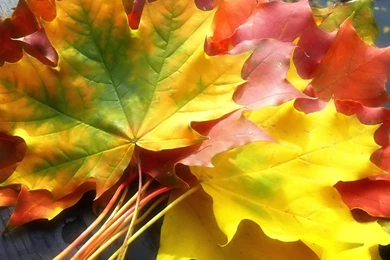 Maple Leaf In Autumn Wallpapers,Autumn Wallpapers & Pictures Free ...