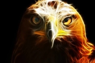 Hd Wallpapers 1080p Eagle Jacob Golden Eagle 1080p Hd. Eagle ...